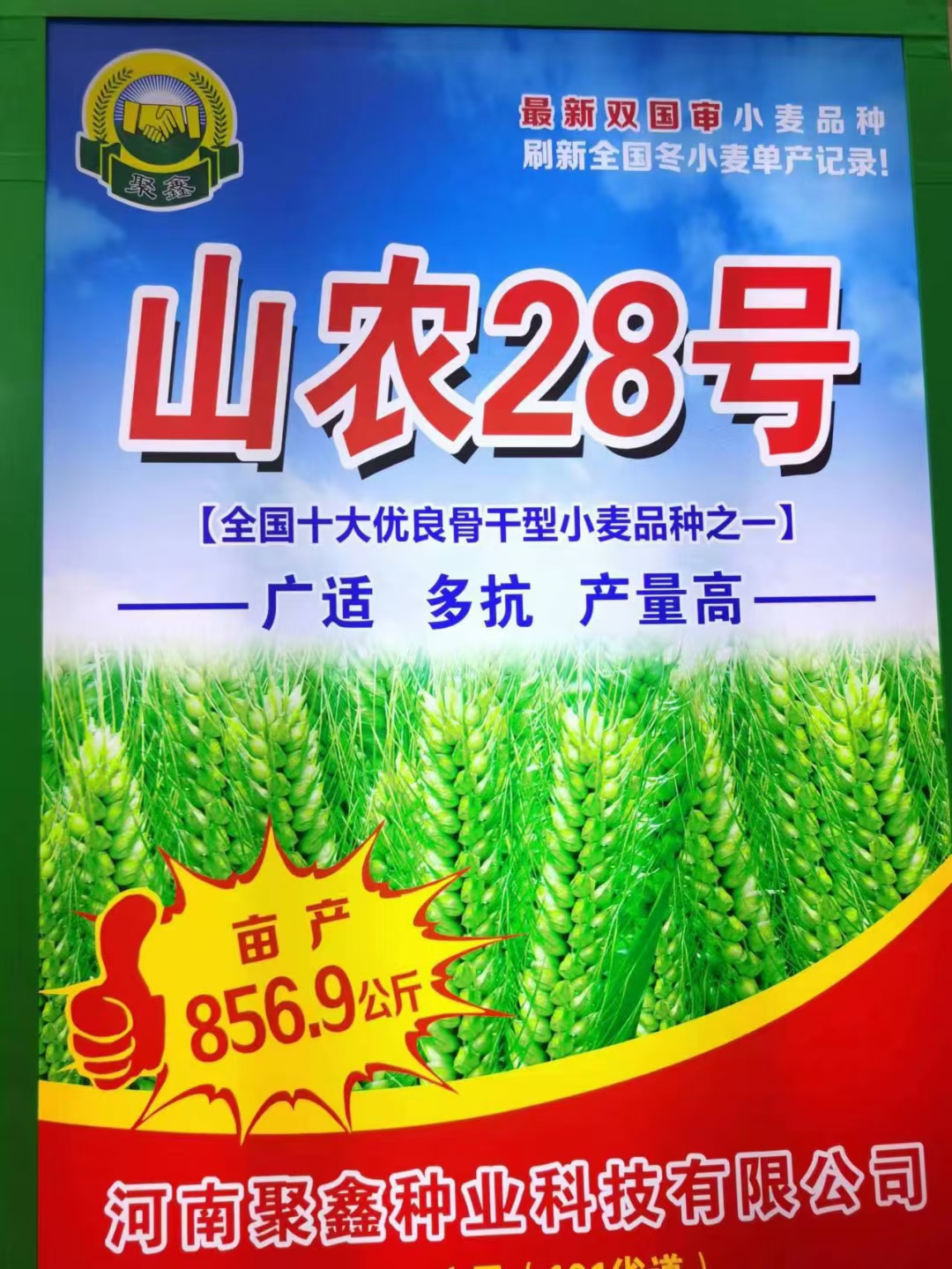 百农207 抗倒抗病抗倒春寒 穗大落黄好 耐冻耐寒耐盐碱！