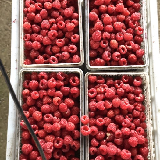尚志市黑龙江新鲜红树莓