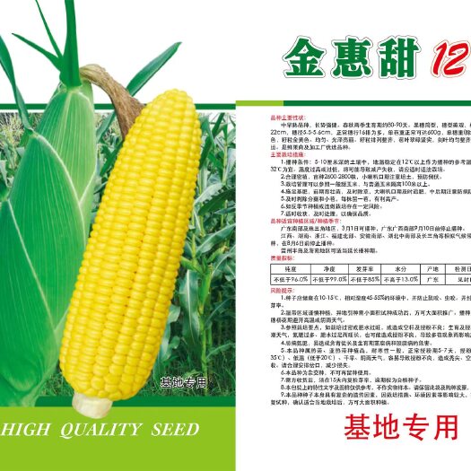 南靖县金惠甜12号大棒水果型甜玉米，个大，甜度好，保绿度好。