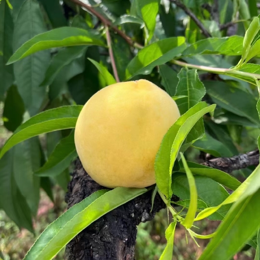 桂东县桂东高山黄桃