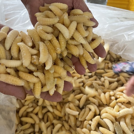 昆明2023熟冻蜂蛹
