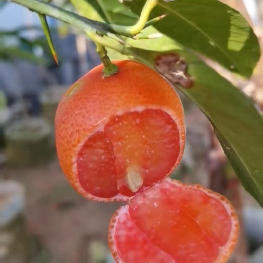 漳州红皮红肉柠檬苗