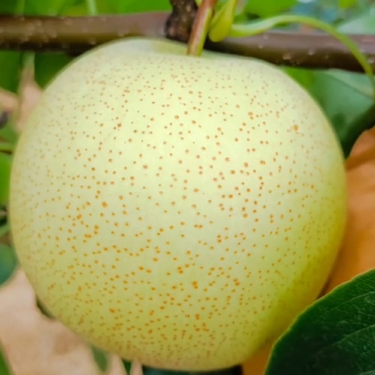 象州县青花梨