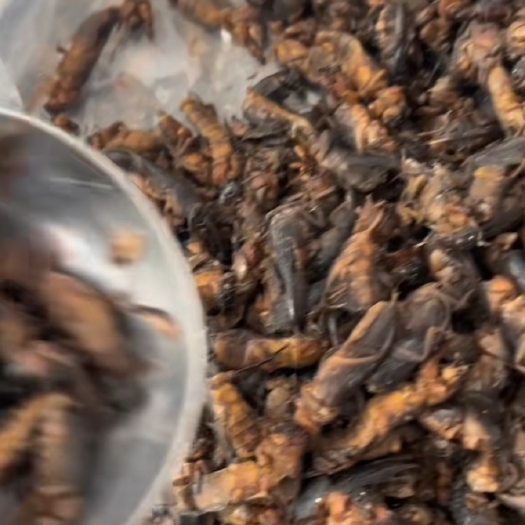 揭西县美味土狗子蝼蛄，含大量蛋白质氨基酸，药用价值