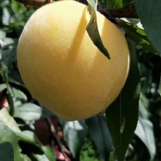 炎陵县炎陵黄桃