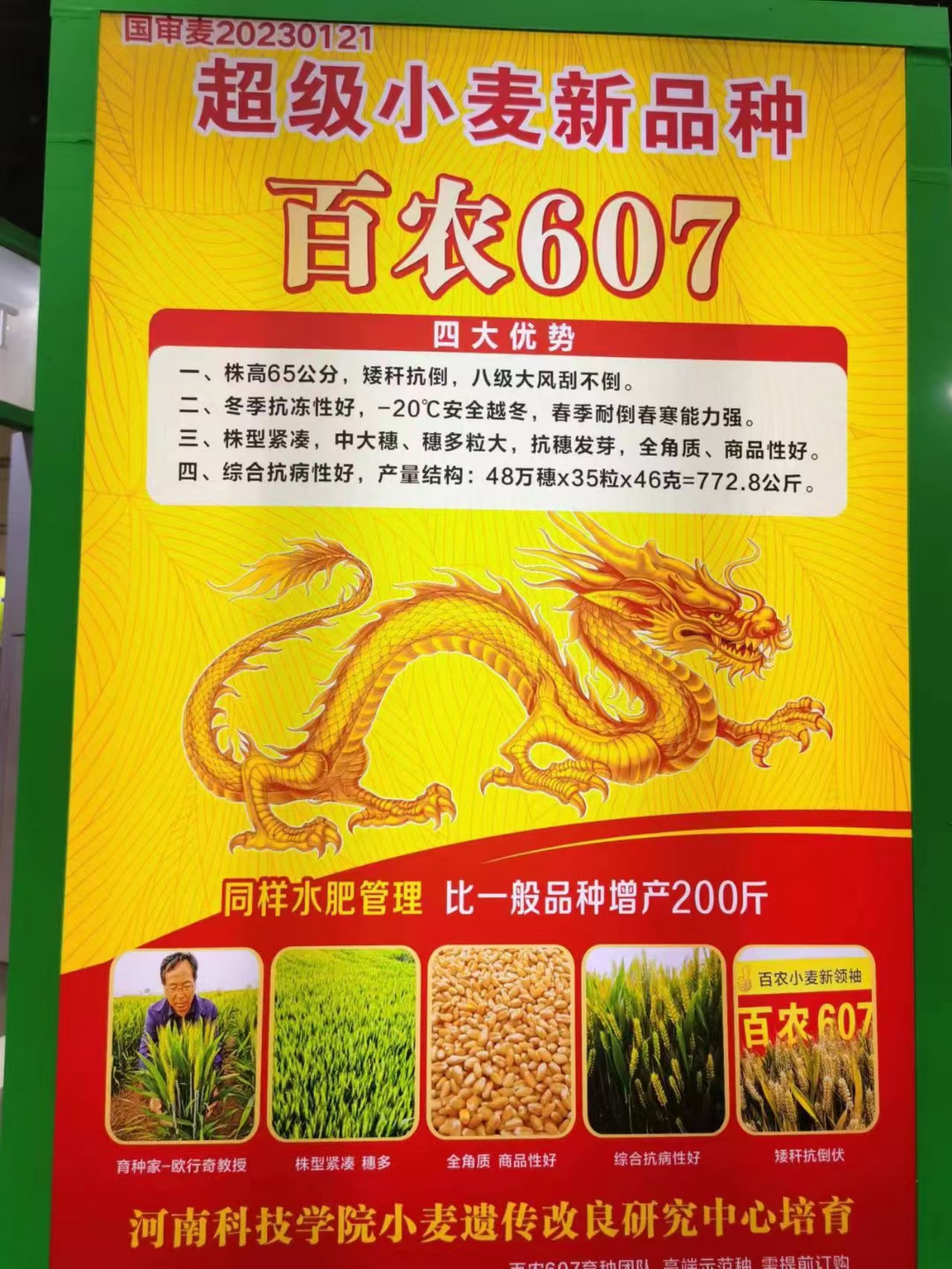 百农207 抗倒抗病抗倒春寒 穗大落黄好 耐冻耐寒耐盐碱！