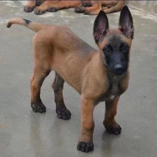 濮阳县纯种马犬