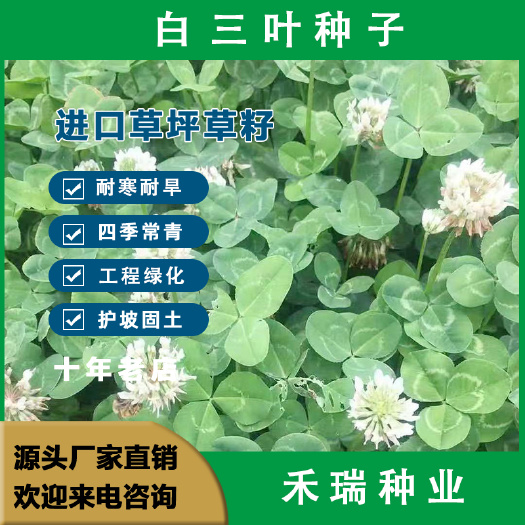 白三叶种子红三叶种子三叶草幸运草四季常青耐寒绿化草花种籽