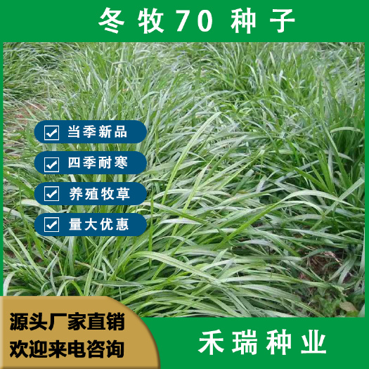 冬牧70黑麦草种子耐寒猪牛羊鸡鸭鱼兔畜禽牧草籽四季黑麦草