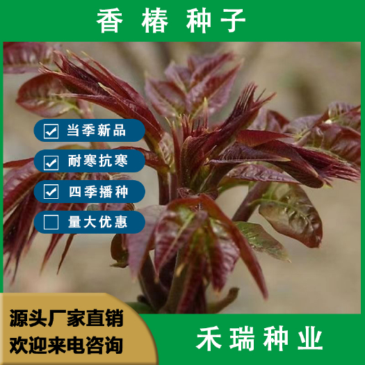 南京香椿种子，四季香椿种子，速生芽苗菜香椿树种子春秋可种植香椿种