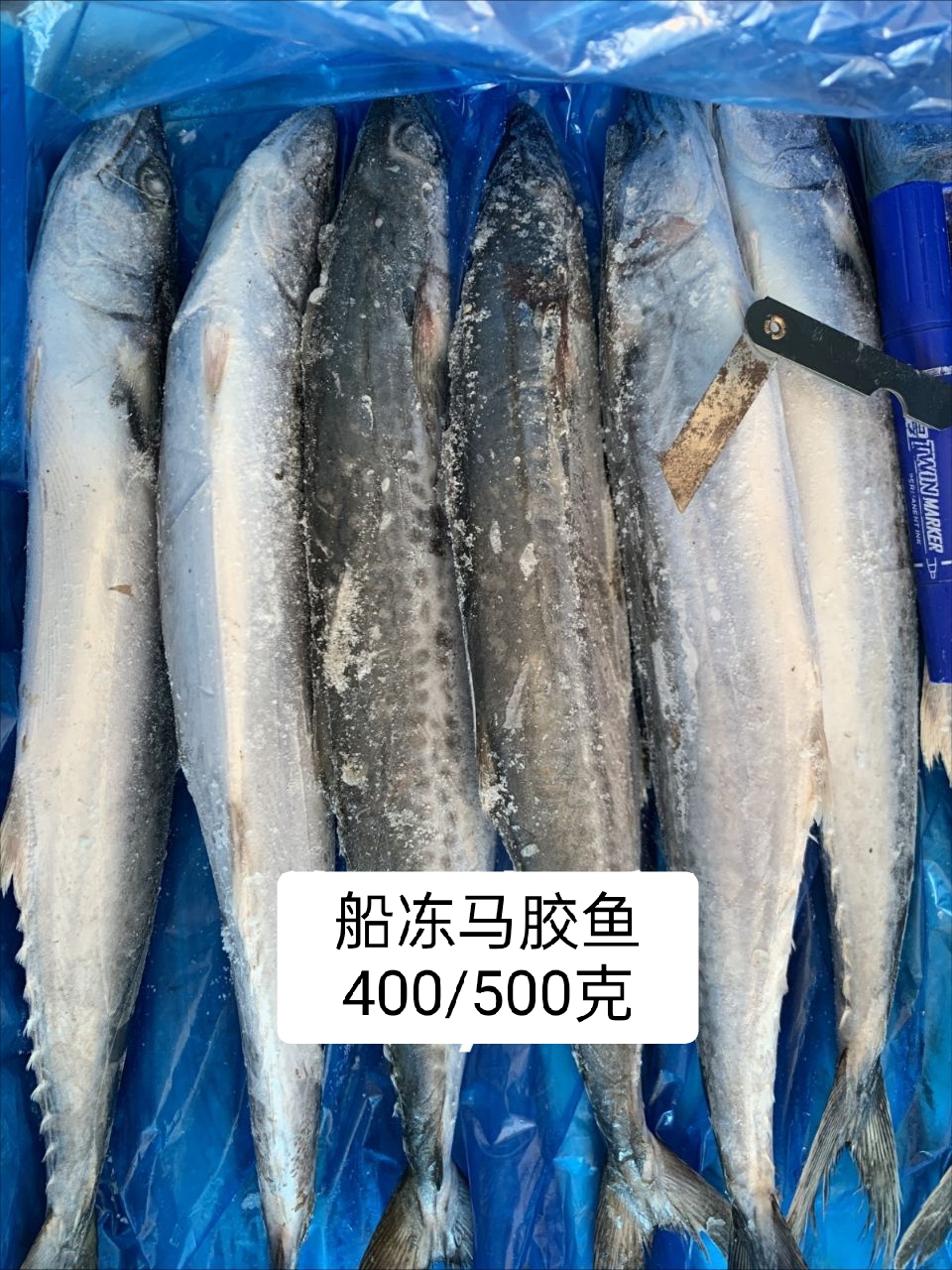 马胶鱼、鲅鱼船冻竹胶、原条500/700克纸箱14斤/件