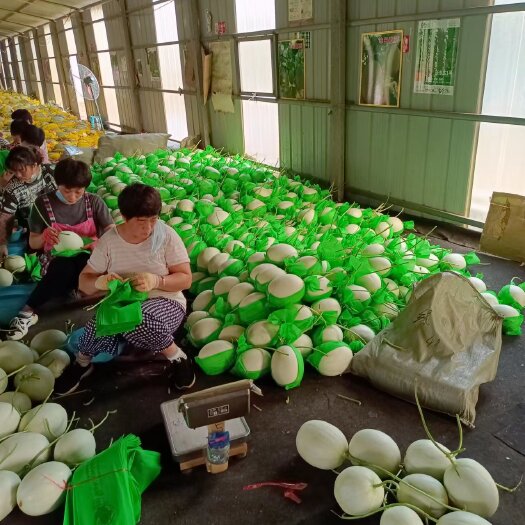 寿光市玉菇甜瓜绿肉正圆玉姑甜瓜糖度高