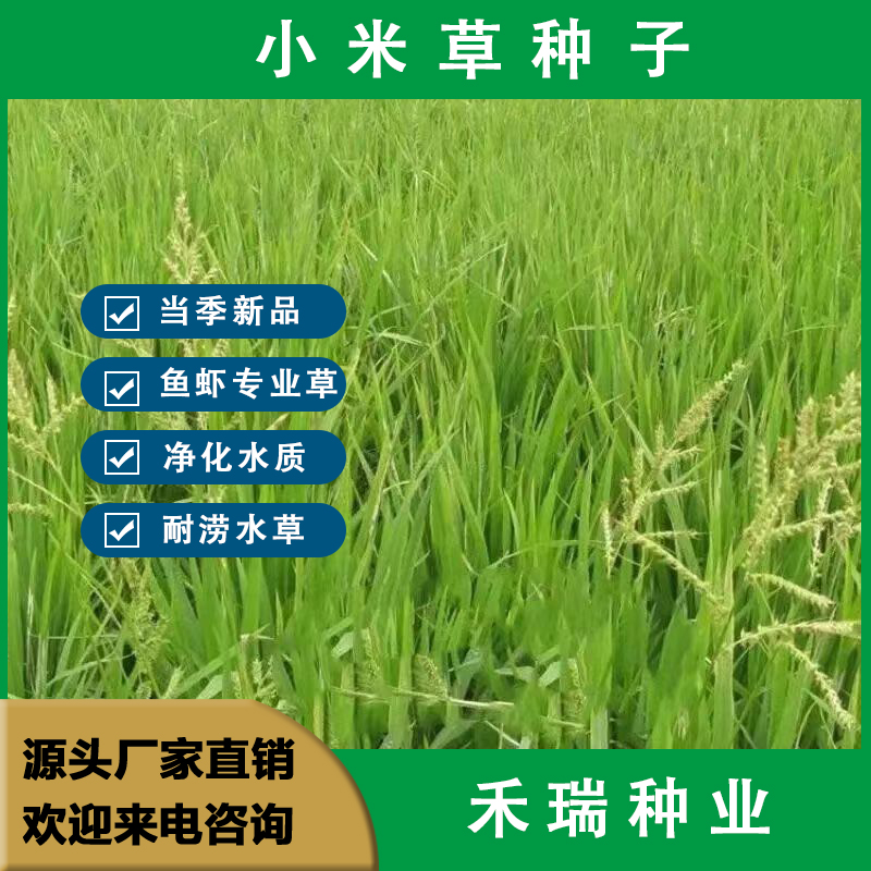 南京小米草种子 种子 种籽 牧草种子生长快耐热耐寒牧草种子批发