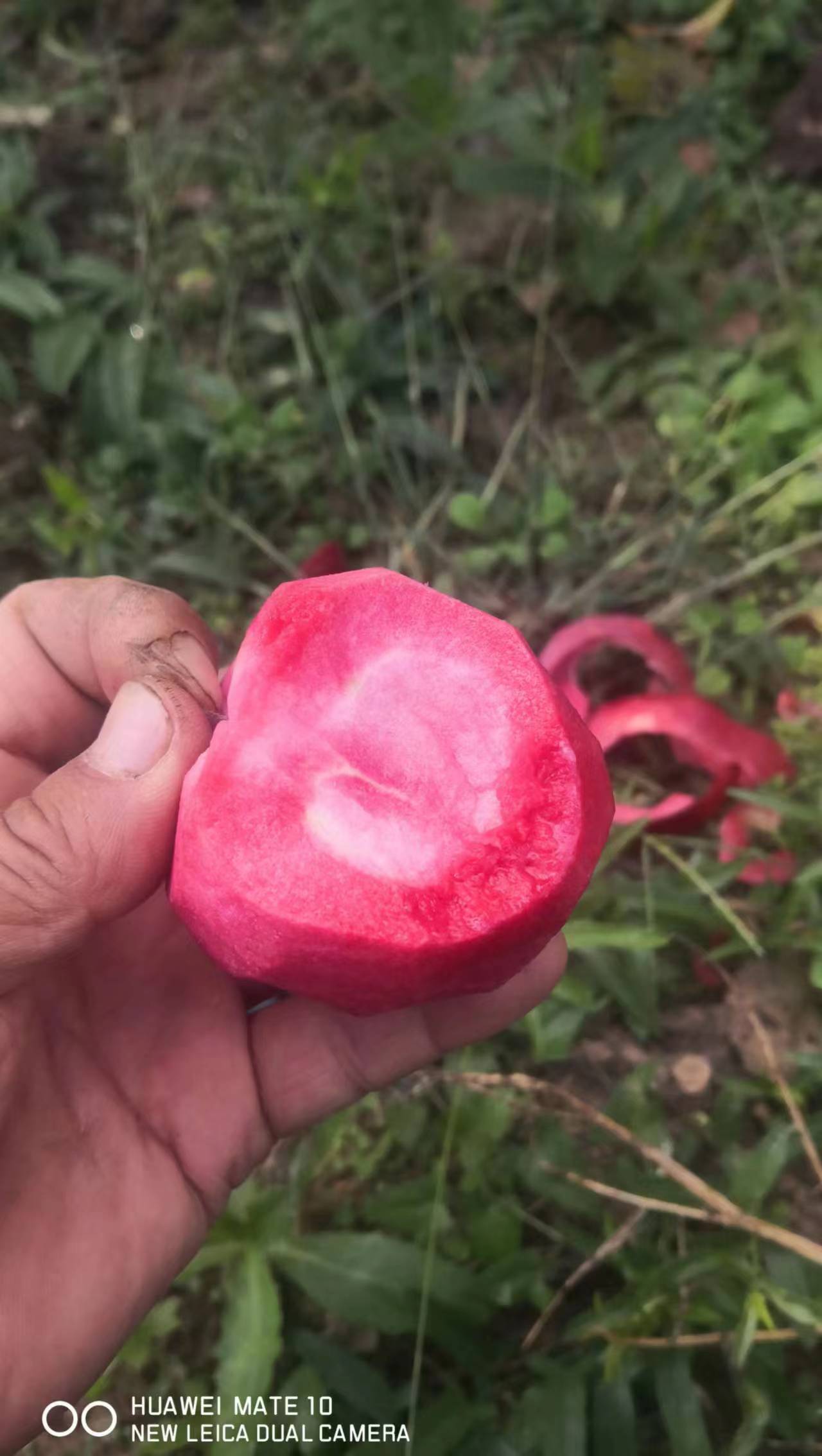 新疆红心苹果酸甜可口红心苹果花青素高红肉苹果批发