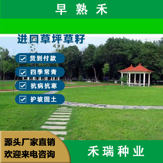 早熟禾种子，草坪种子 四季青草种庭院绿化种子草籽 低矮耐践踏