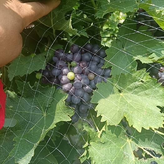 天津玫瑰香葡萄