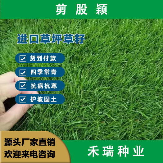 剪股颖种子，剪股颖草坪种子，四季常青矮生草坪剪股颖草皮种子