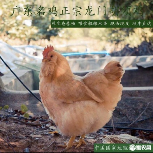 惠东县广东胡须鸡。