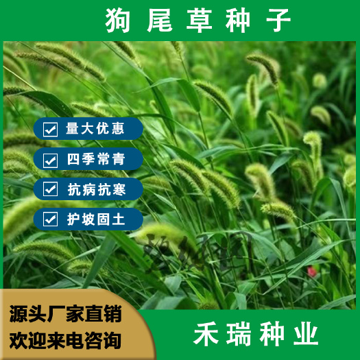 狗尾草种子，旱地常见牧草杂草观赏型护坡固土狗尾巴草种子包邮