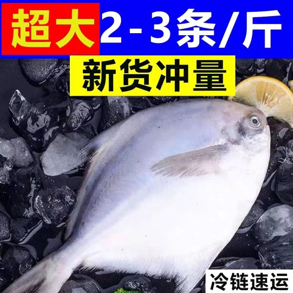 特大号银鲳鱼国产新鲜银鲳鱼平鱼海捕批发白鲳鱼鲜活速冻扁鱼批发