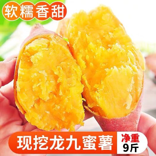 [一件代发]精品龙九蜜薯红薯饱满肉厚皮薄新鲜现挖现发批发代发