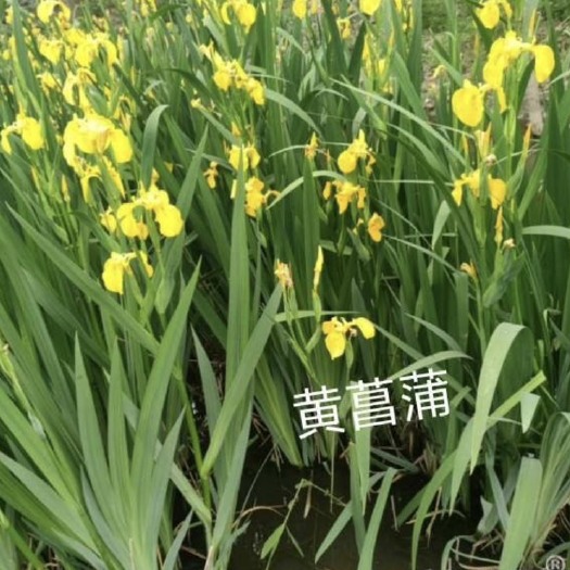 微山县苗圃供应黄菖蒲 基地直销  视频看货 保质保量货源