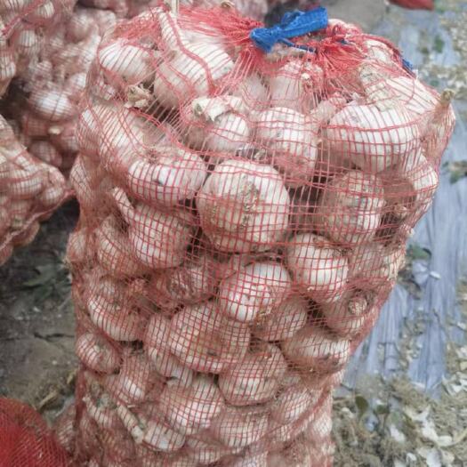 金乡县今年的鲜蒜，品质好