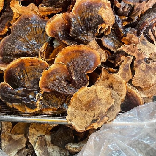 广州小金边灵芝