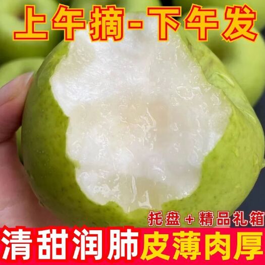 临泉县【正宗香梨】纯甜大果梨子青皮梨薄皮摘现发青皮一级脆梨非皇冠梨