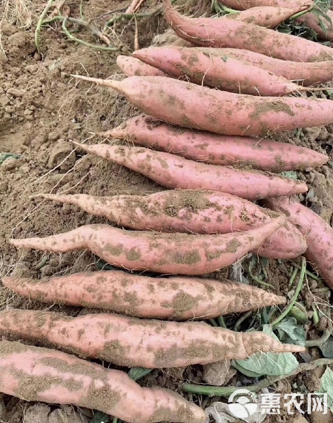 电商一件代发大果烟薯25蜜薯烤地瓜红薯红心山芋烤薯店专用