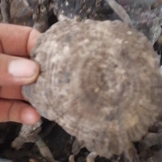 福贡县深山香血灵芝