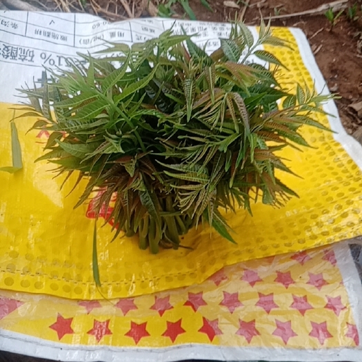 泗水县绿香椿芽