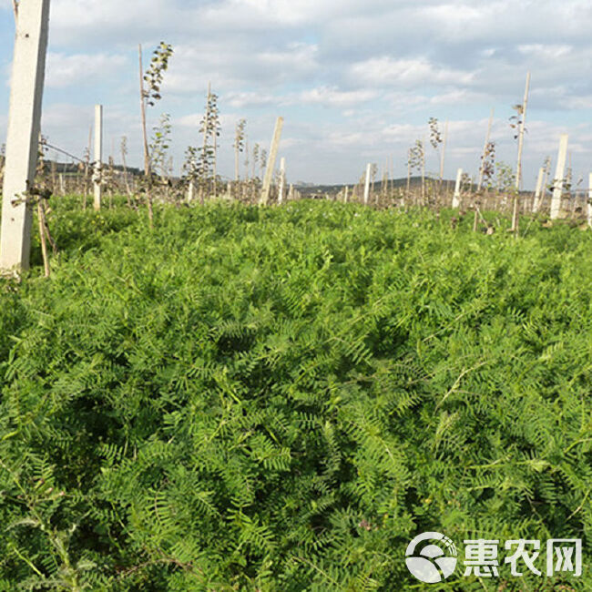 箭筈豌豆种子粮食饲草兼用轮作绿肥箭筈豌豆野豌豆大巢菜种籽牧草