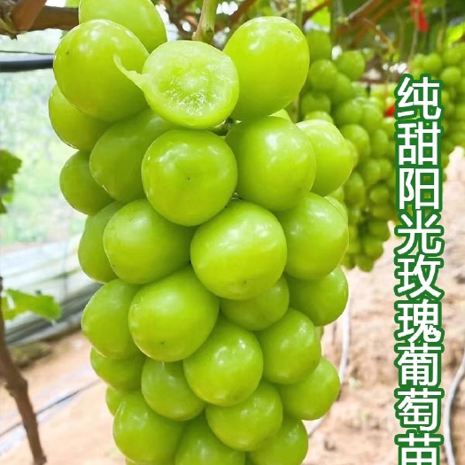 泰安阳光玫瑰葡萄苗  嫁接苗   品种纯正 保湿发货