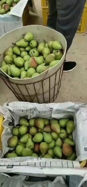 龙口市【推荐】烟台伏梨，一面红，婆婆梨