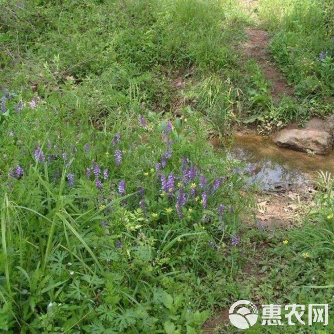 箭筈豌豆种子粮食饲草兼用轮作绿肥箭筈豌豆野豌豆大巢菜种籽牧草