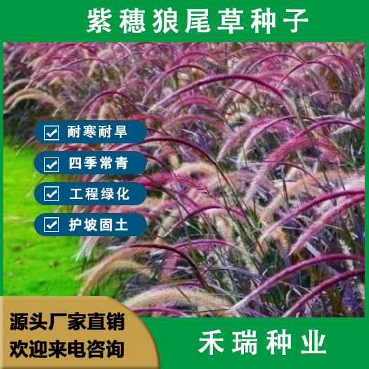 南京紫穗狼尾草种子观赏狼尾草种四季狗尾草种籽庭院室外护坡绿化种籽