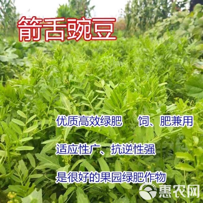 箭筈豌豆种子粮食饲草兼用轮作绿肥箭筈豌豆野豌豆大巢菜种籽牧草