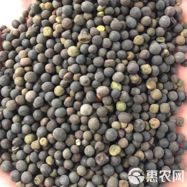 箭筈豌豆种子粮食饲草兼用轮作绿肥箭筈豌豆野豌豆大巢菜种籽牧草