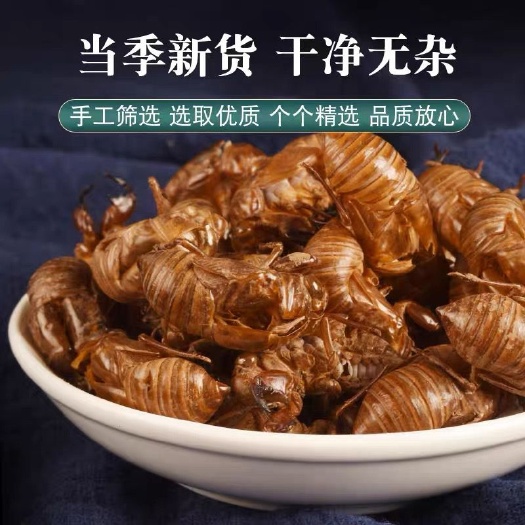 商南县蝉衣 蝉蜕 干净无沙土蝉蜕