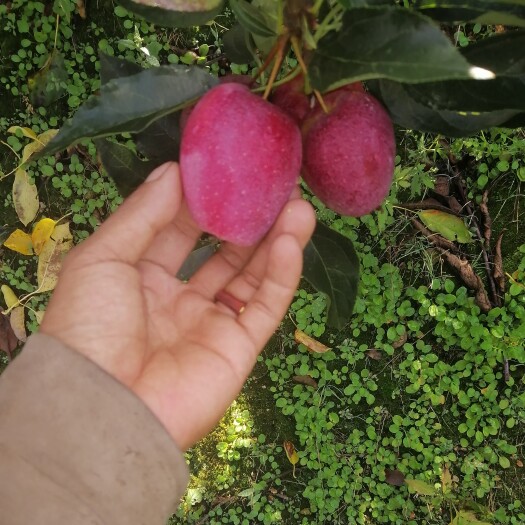 东丰县精品鸡心果