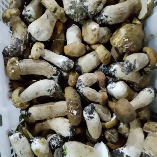 乌兰浩特榛蘑