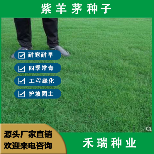 紫羊茅种子紫羊茅草种草籽紫羊毛种子四季常青护坡紫羊茅草坪种子