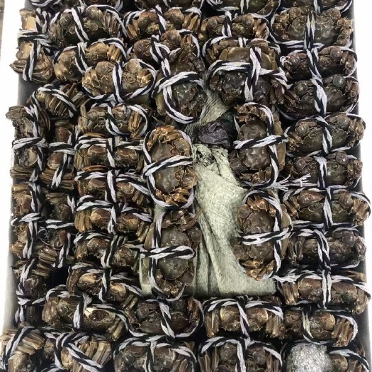 潜江市大闸蟹公，母，大量上市，规格齐全