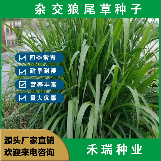杂交狼尾草牧草种子，南方多年生四季种植耐旱猪牛羊鱼兔牧草草籽