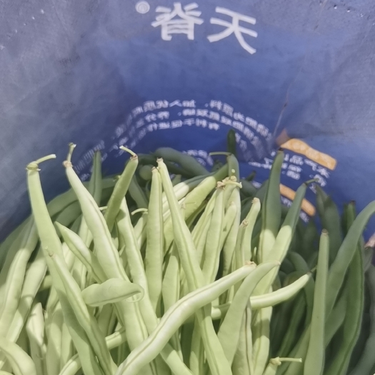 长治白不老豆角，走本地，不发货，或者买家联系车