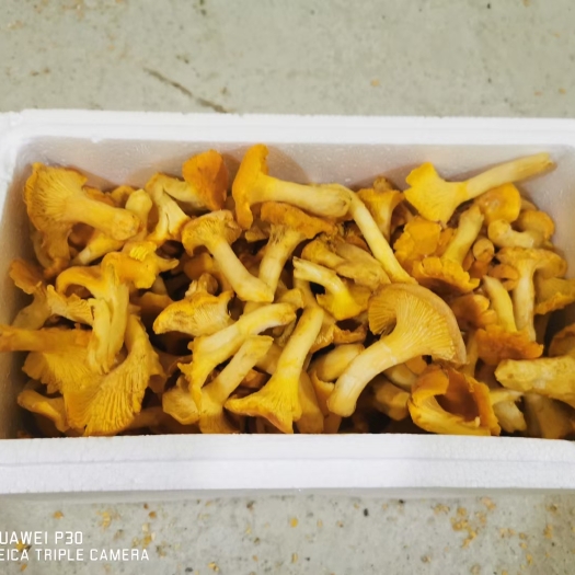 乌兰浩特鸡油菌 黄花蘑