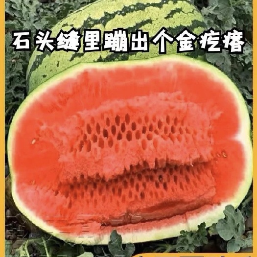 中卫宁夏硒砂瓜，产地一手货源，欢迎致电咨询，实地考察