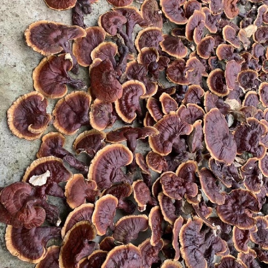 拉萨藏白肉灵芝
