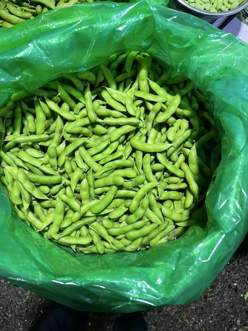 郯城县精品大角毛豆产地直销质量保证量大从优合作共赢